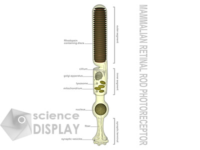 Retinal Photoreceptor