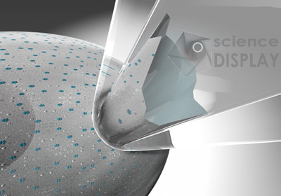 Patch Clamp Technique -  Whole Cell