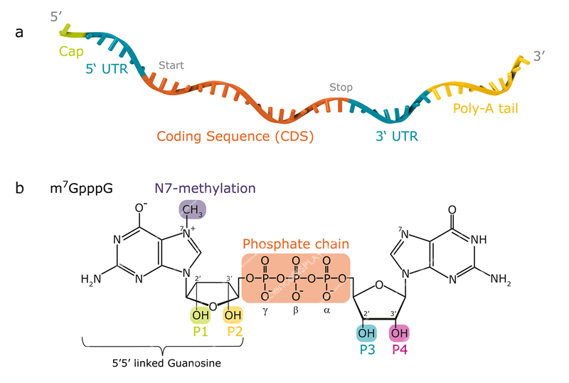 5-prime-cap in CureVacs mRNA