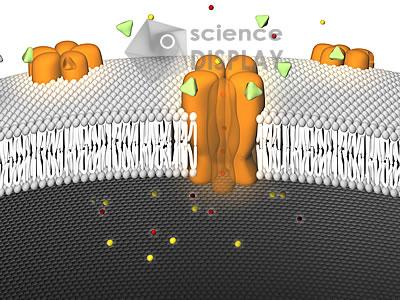 sodium channel - active