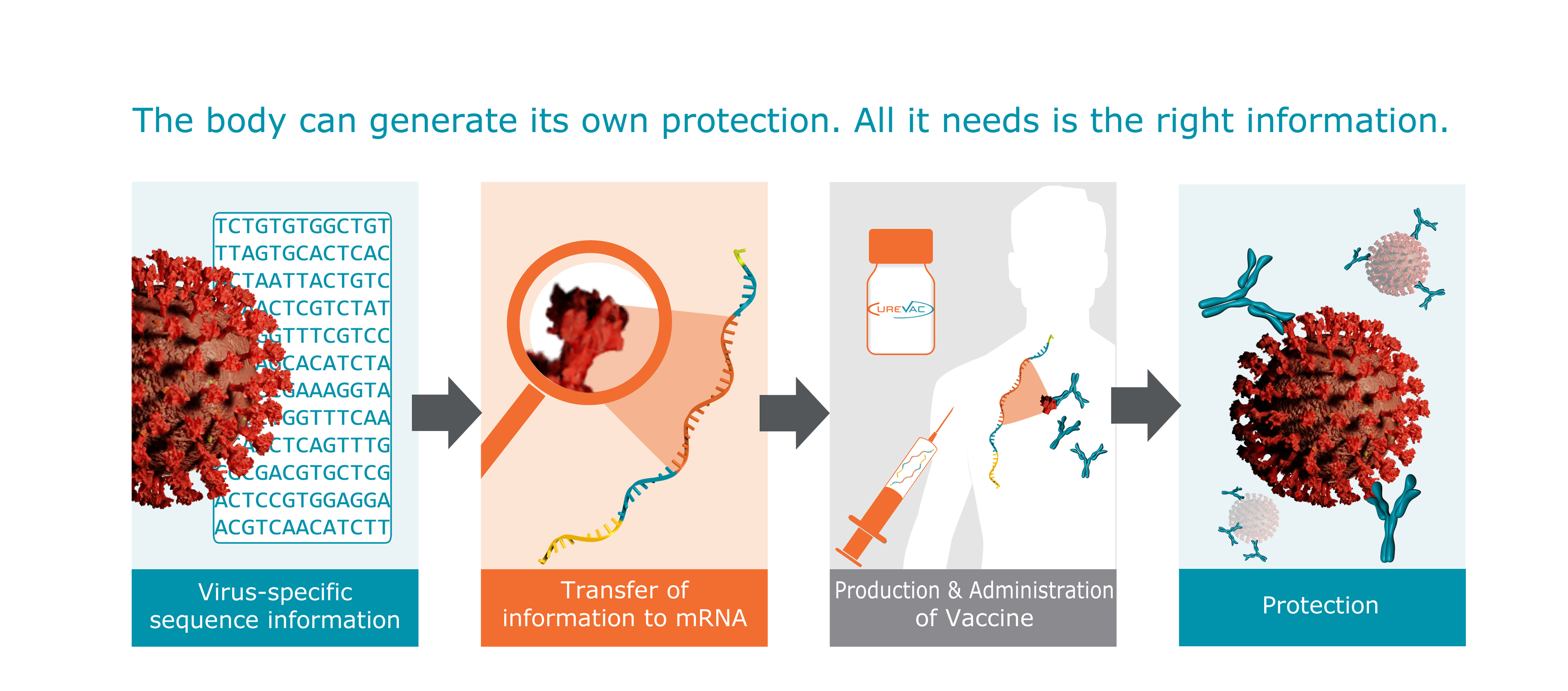 Corona Vaccine - CureVac