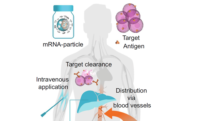 CureVac Review in Cell Mol Life Sci