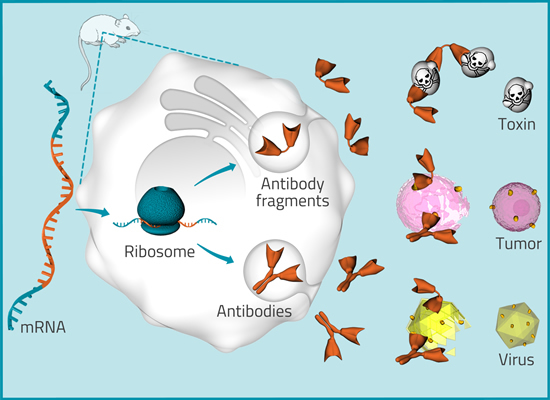 CureVac’s RNAntibody